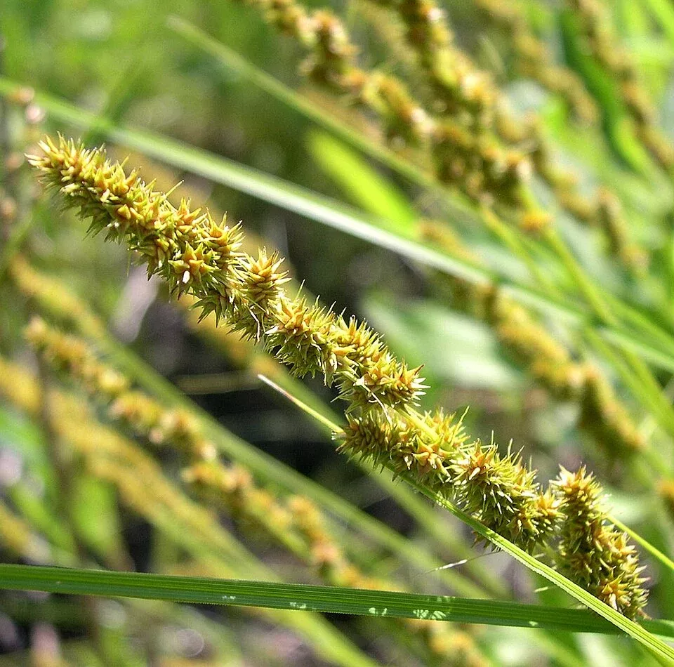 Fox Sedge