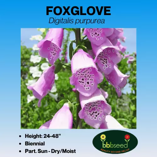 foxglove-digitalis-purpurea Foxglove – Digitalis purpurea