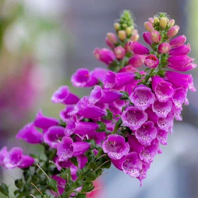 Foxglove Flower seeds