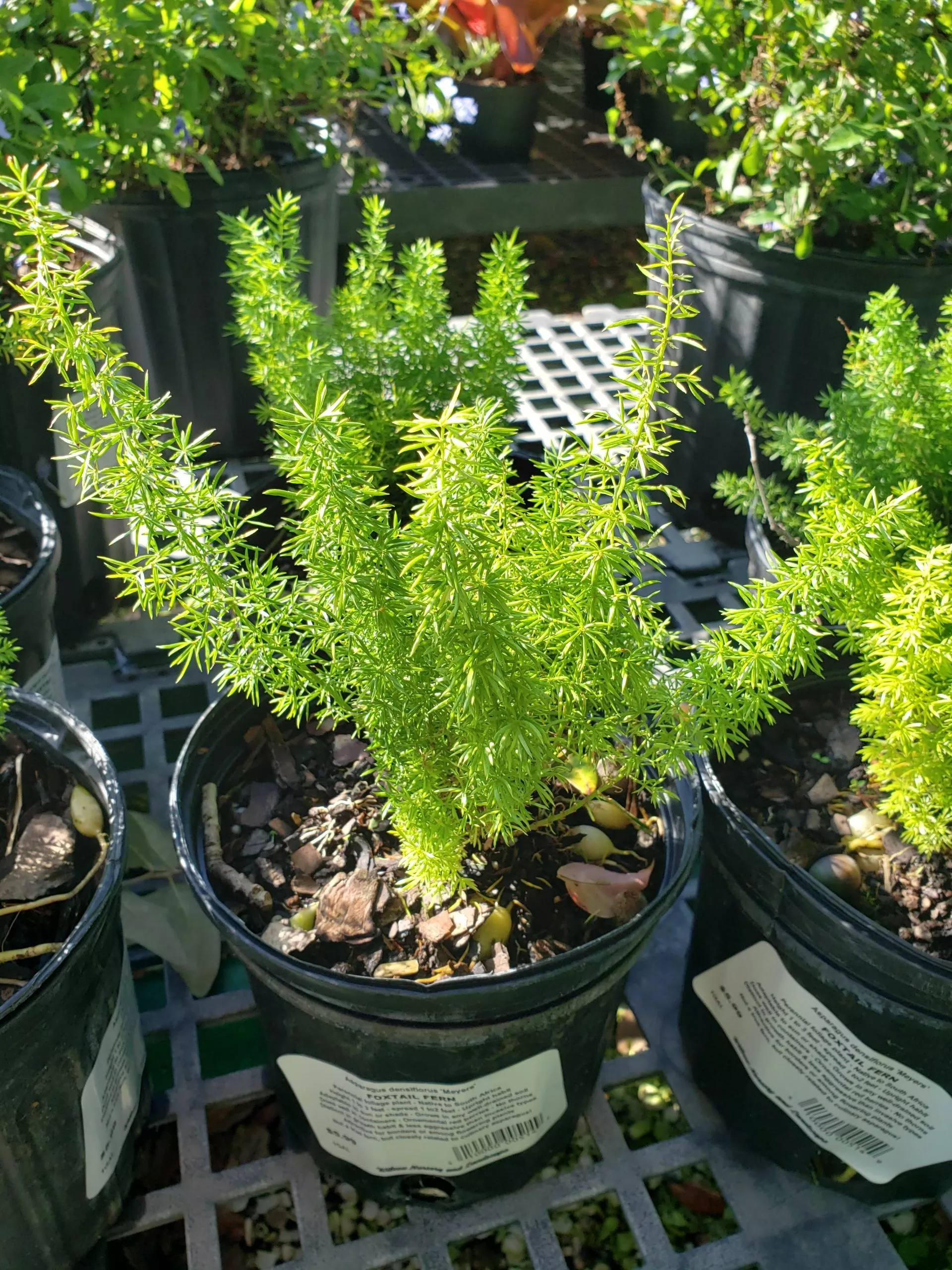 foxtail-fern Foxtail Fern