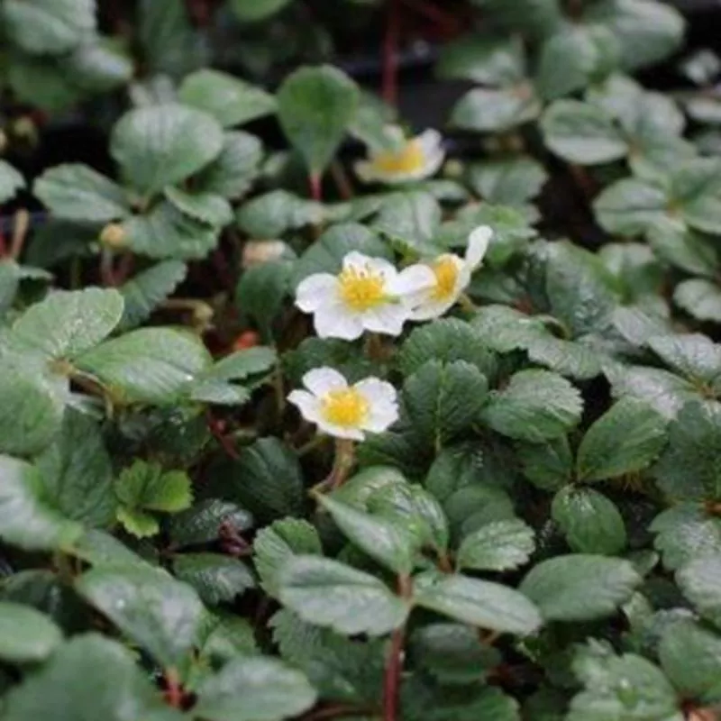Fragaria chiloensis 'Aulon'