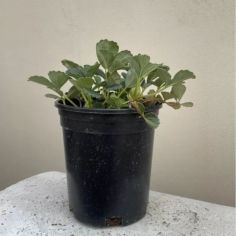 fragaria-chiloensis-beach-strawberry Fragaria chiloensis, Beach strawberry