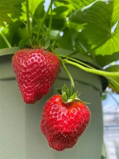 fragaria-eversweet-strawberry Fragaria Eversweet Strawberry