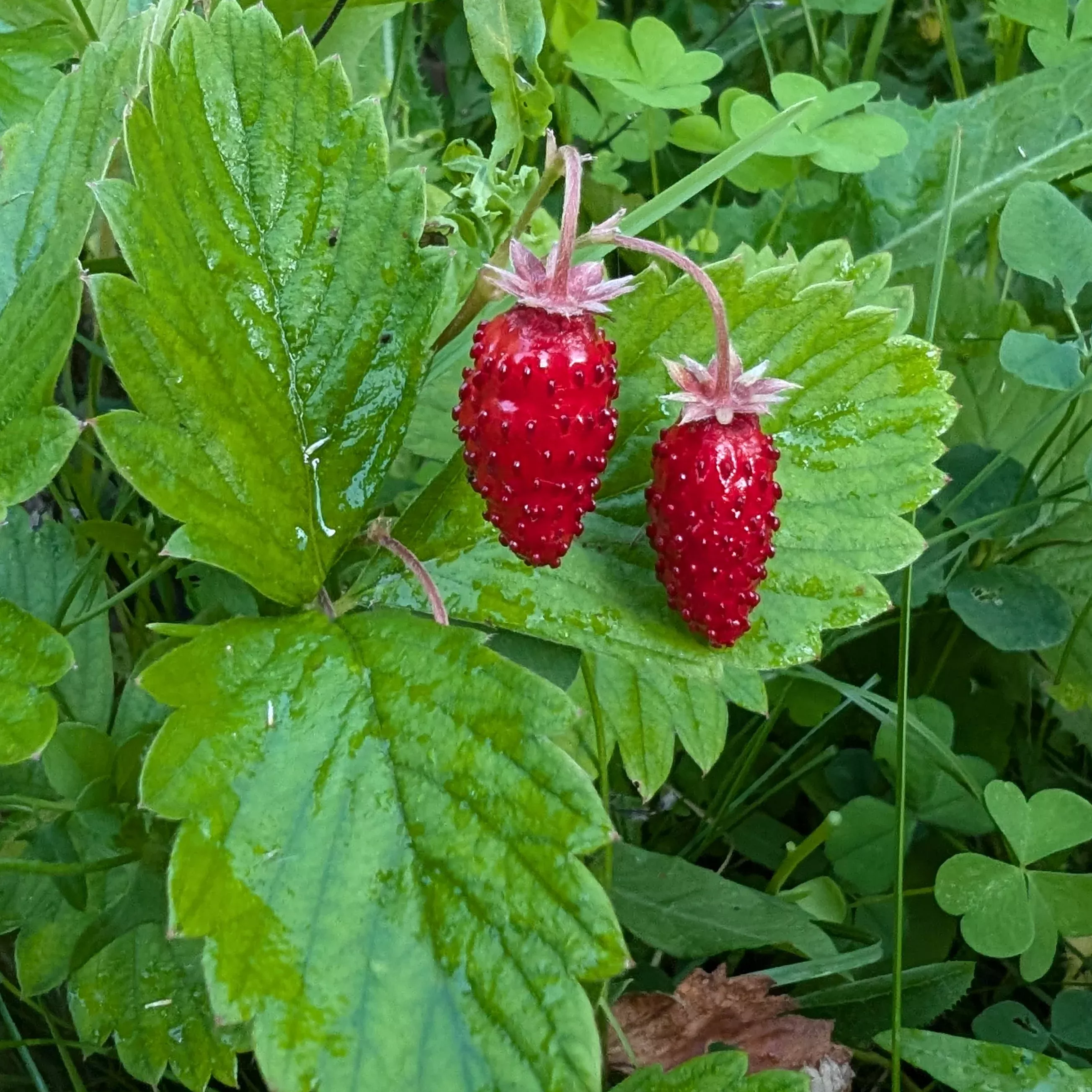 fragaria-vesca-woodland-strawberry Fragaria vesca Woodland Strawberry