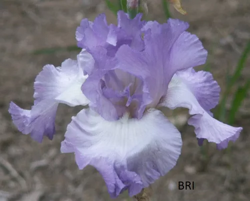 Fragrant Lilac