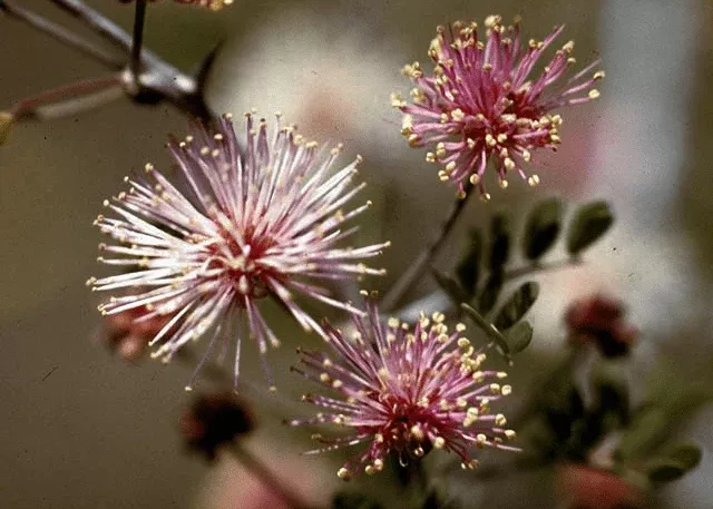 Fragrant Mimosa