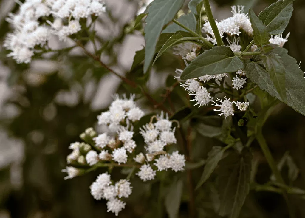 fragrant-mistflower Fragrant Mistflower