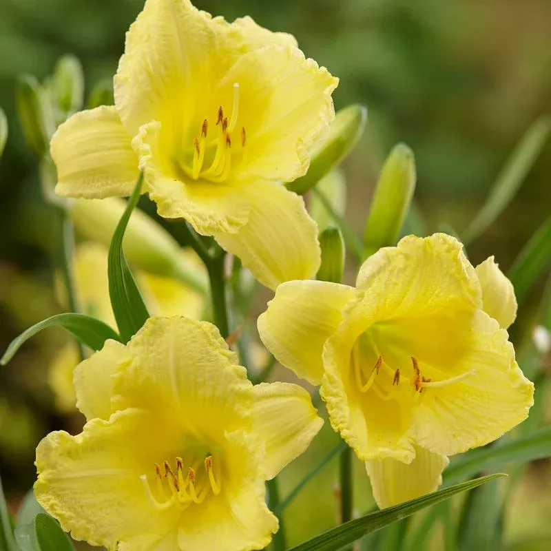 fragrant-returns-reblooming-daylily Fragrant Returns Reblooming Daylily