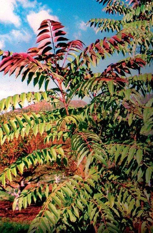 fragrant-spring-tree Fragrant Spring Tree