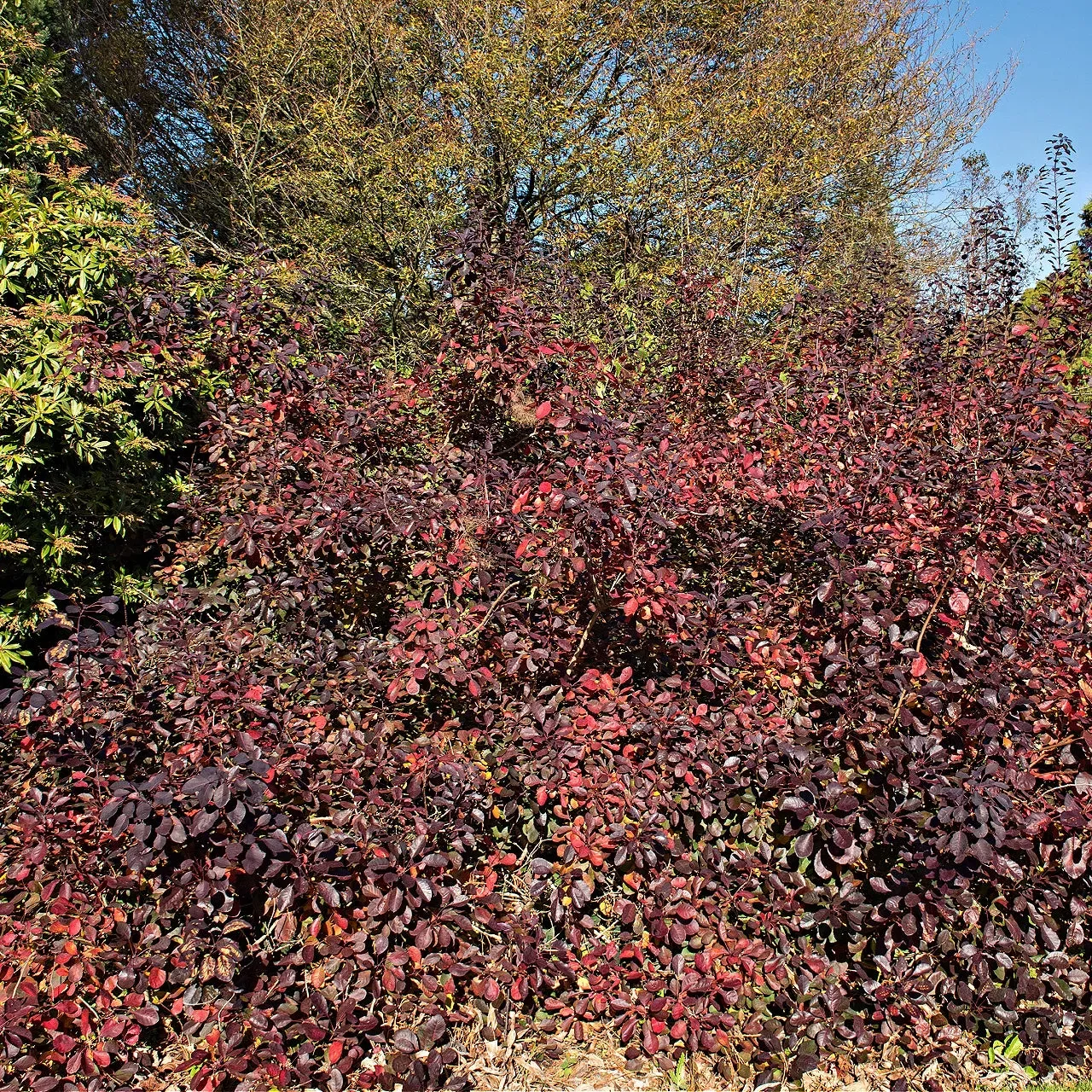 Fragrant Sumac Seedlings