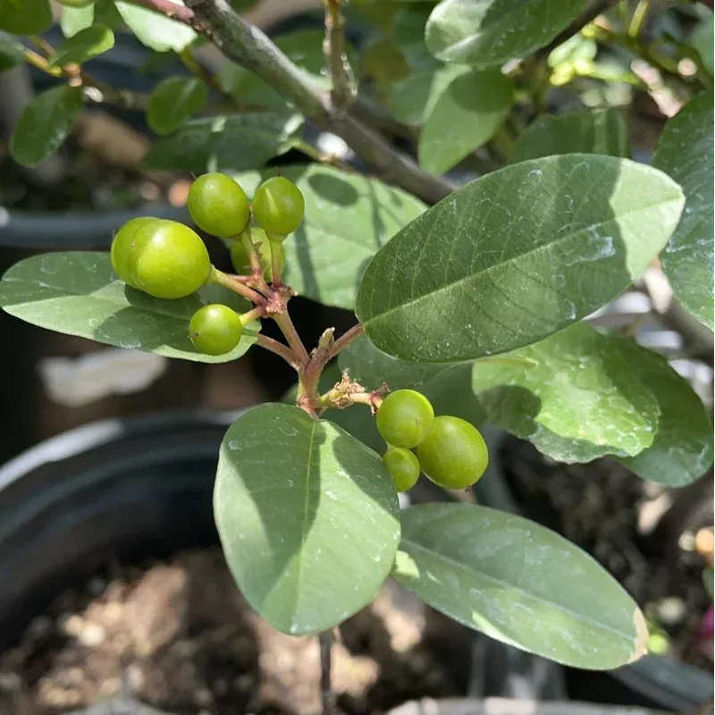 frangula-californica-eve-case-coffeeberry Frangula californica 'Eve Case' , Coffeeberry