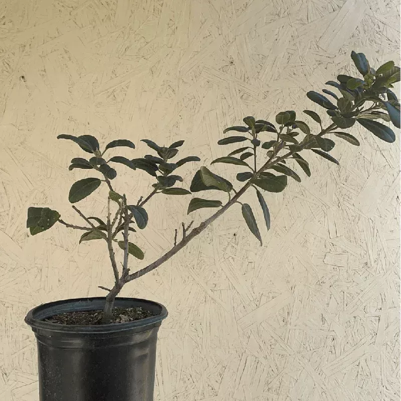 Frangula californica 'Leatherleaf' , Coffeeberry