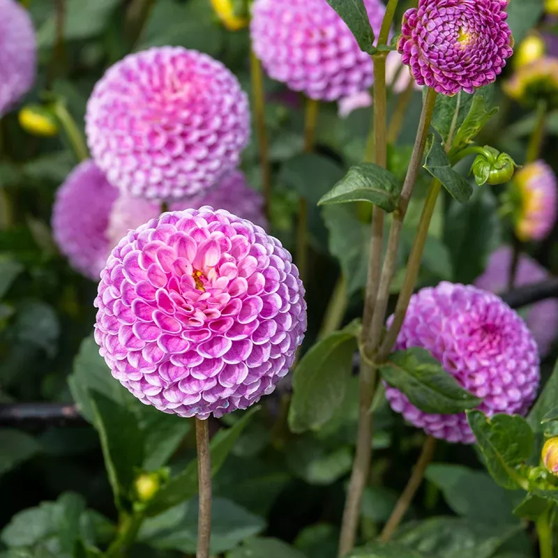 Franz Kafka Pompon Dahlia