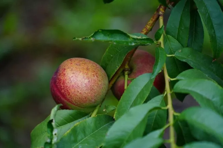 freckle-face-nectarine Freckle Face Nectarine