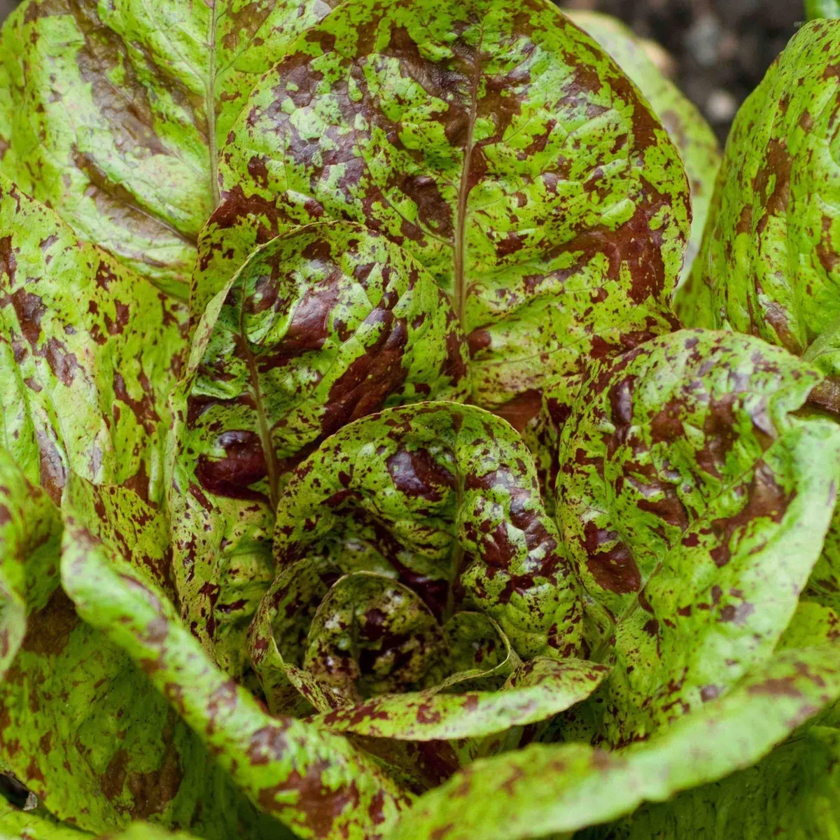 freckles-romaine-lettuce Freckles Romaine Lettuce