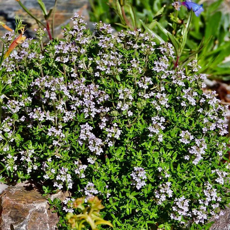 fredo-garden-thyme Fredo Garden Thyme