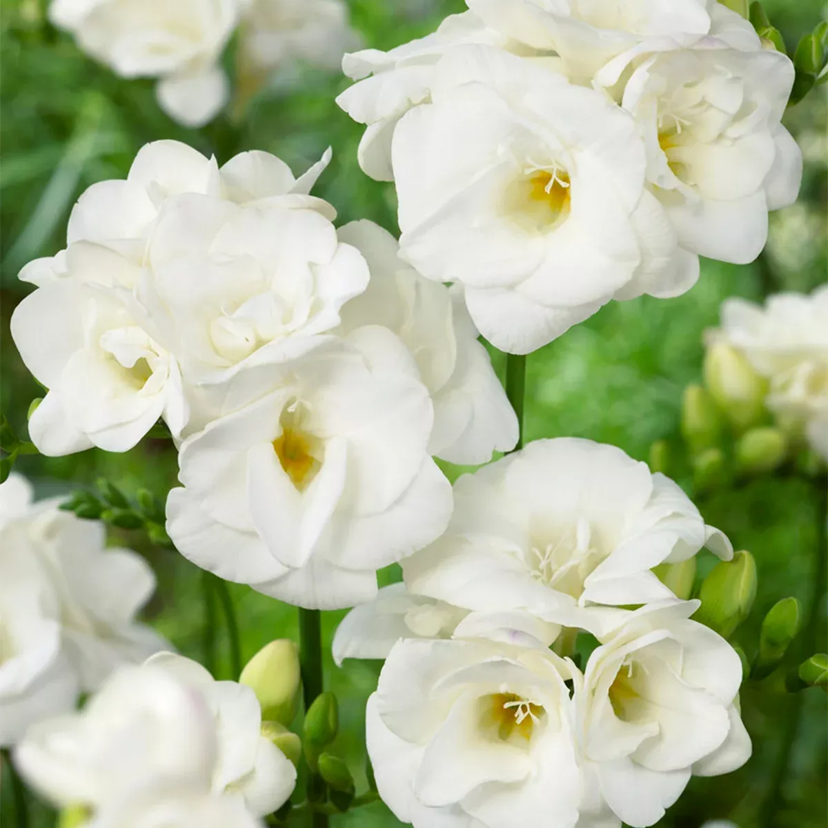 freesia-double-blooming-white Freesia - Double Blooming White