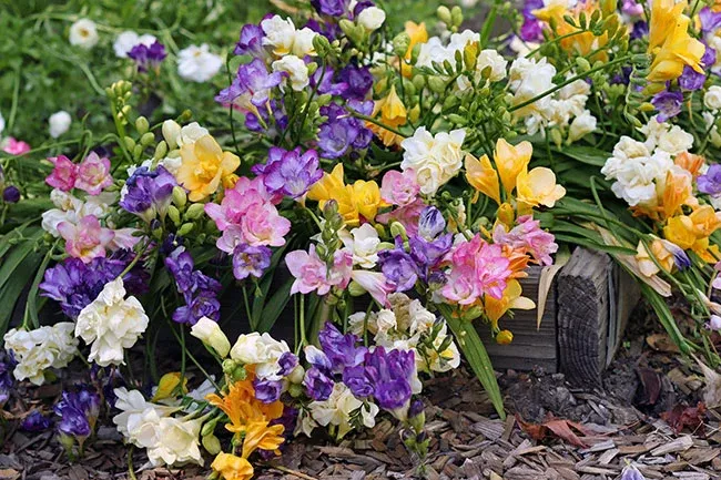 freesia-watercolor-mixed-doubles Freesia Watercolor Mixed Doubles