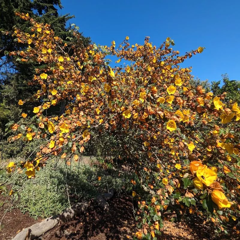 fremontodendron-california-glory Fremontodendron 'California Glory'