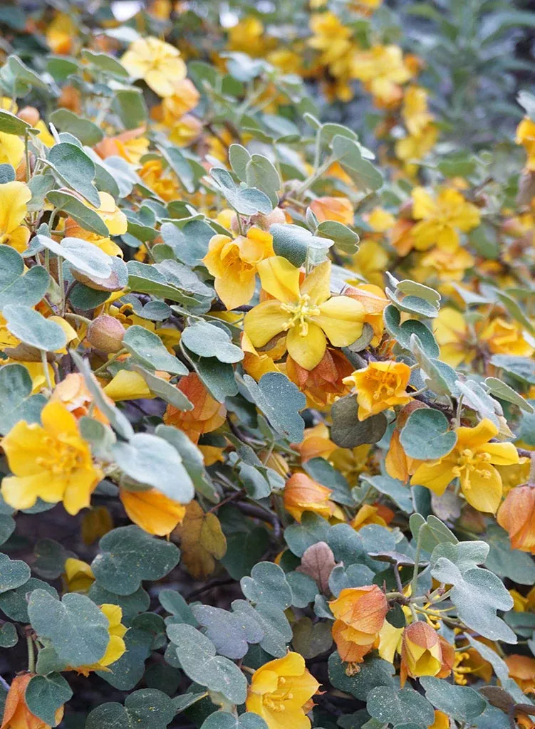 fremontodendron-ken-taylor-ken-taylor-flannel-bush-plant Fremontodendron 'Ken Taylor' - Ken Taylor Flannel Bush (Plant)