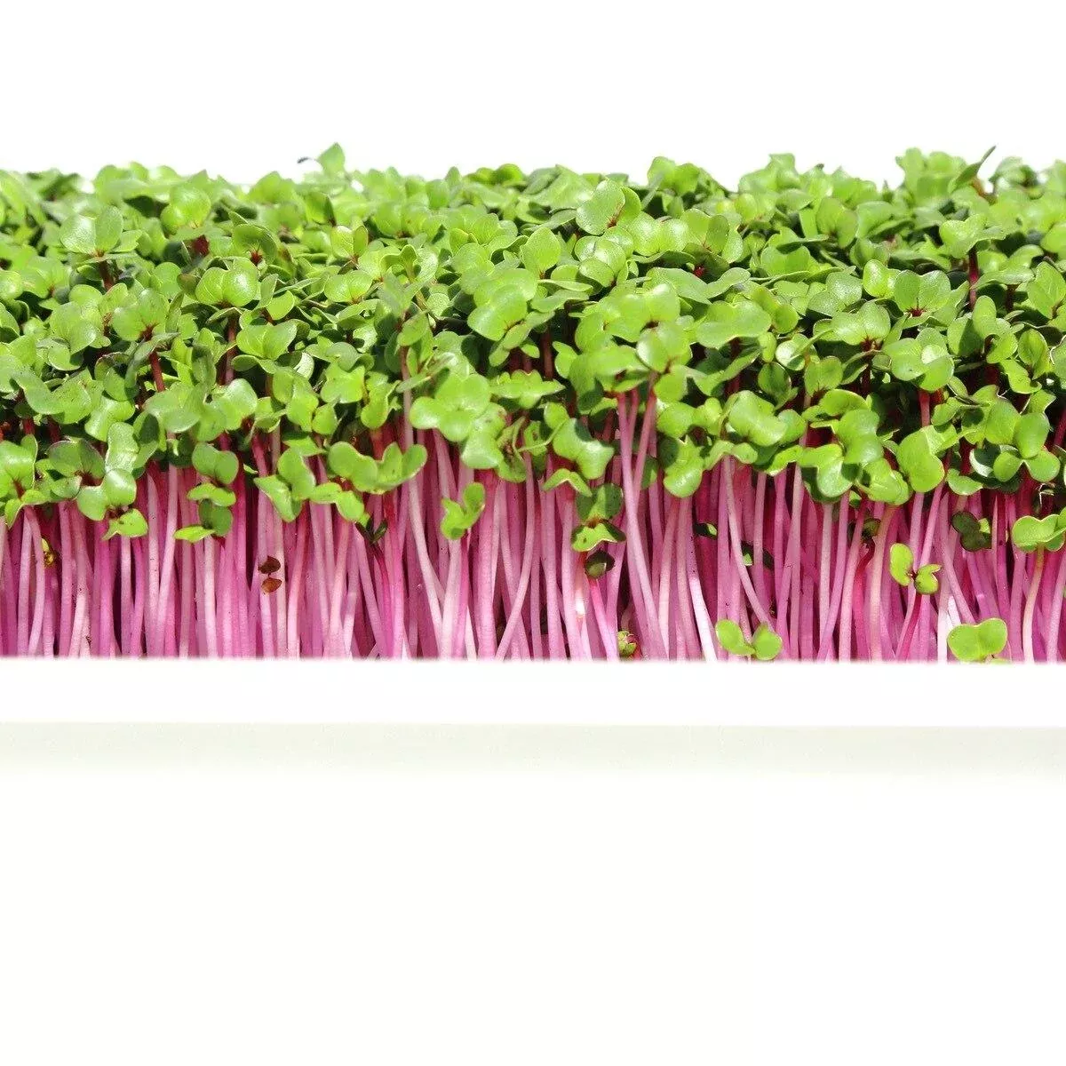 french-breakfast-radish-seeds-microgreens French Breakfast Radish Seeds (Microgreens)