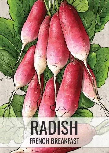 french-breakfast-radish-seeds-planting-raphanus-sativus French Breakfast Radish Seeds For Planting (Raphanus sativus)