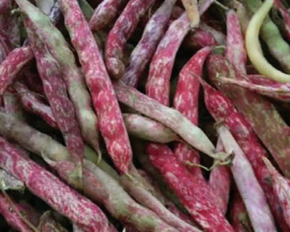 french-horticultural-bush-bean-seeds French Horticultural Bush Bean Seeds