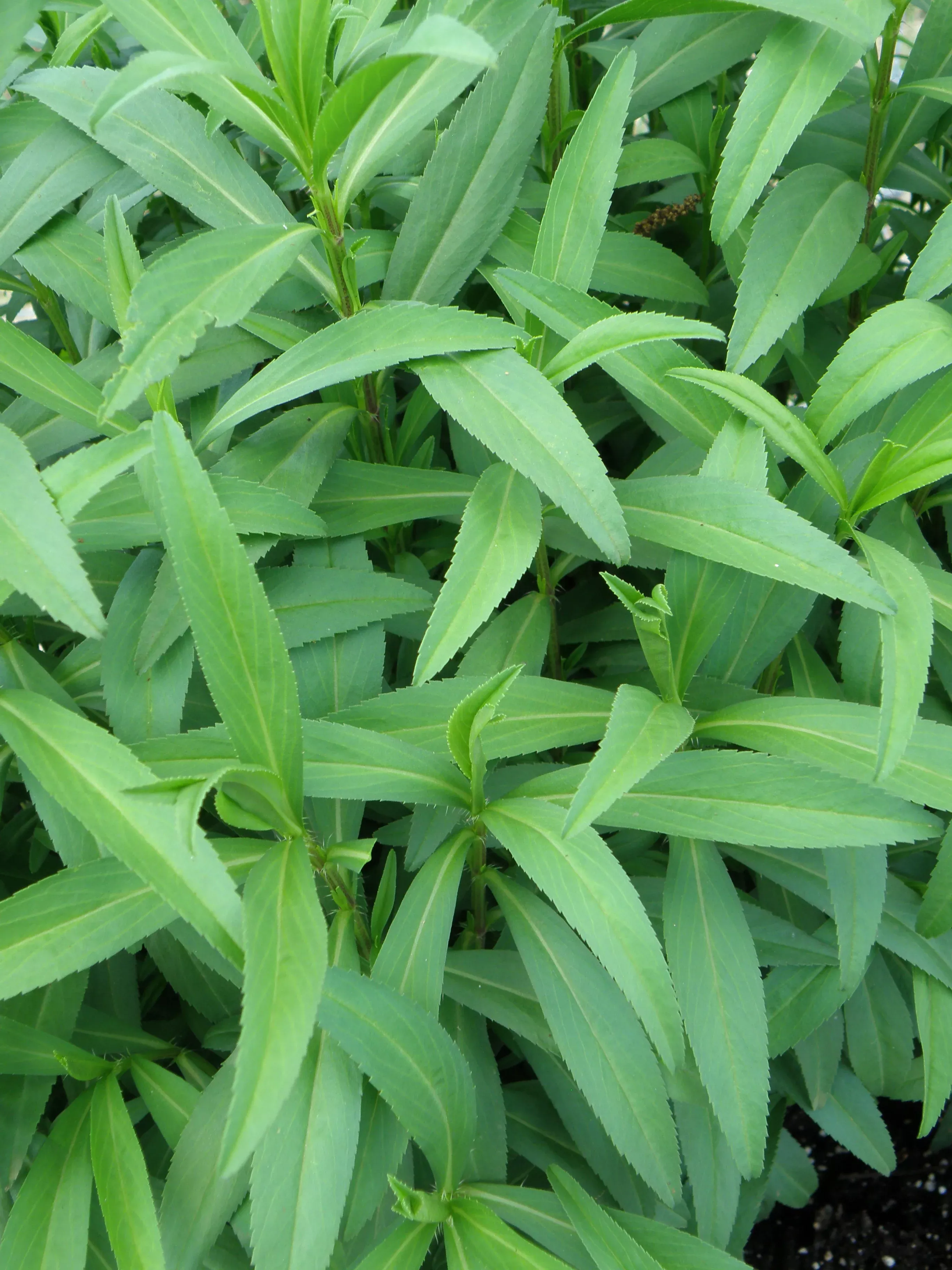 French Tarragon (2 Pack)