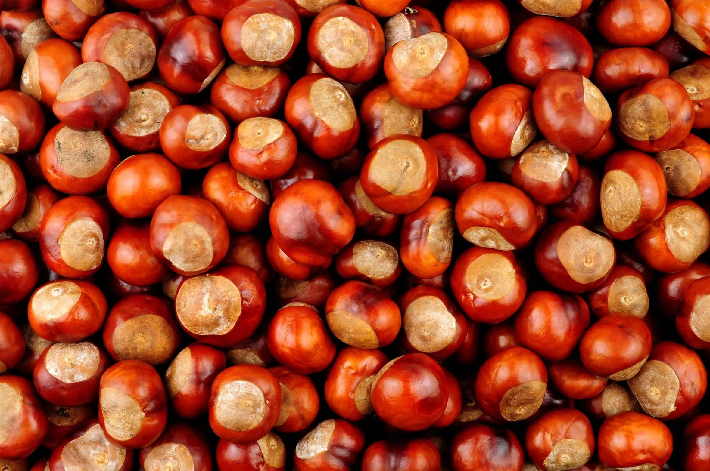 fresh-raw-chestnuts-5-pounds-premium-roasting-chestnuts-holiday-recipes-snacking Fresh Raw Chestnuts (5 Pounds) – Premium Roasting Chestnuts for Holiday Recipes & Snacking – Farm Fresh – Christmas Snack, Naturally Sweet, High-Fiber, Non-GMO, Gluten Free