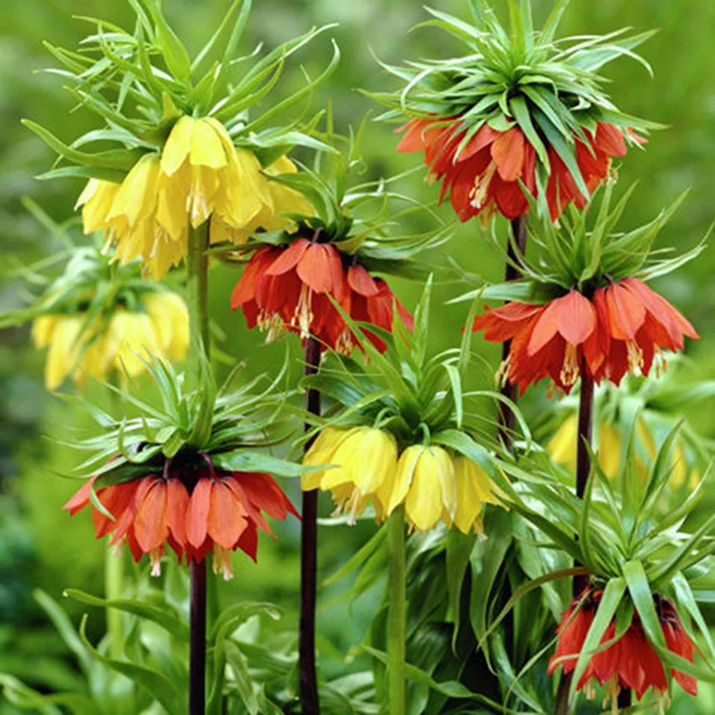 fritillaria-blend Fritillaria - Blend