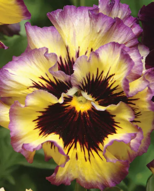 frizzle-sizzle-lemonberry-pansy Frizzle Sizzle Lemonberry Pansy