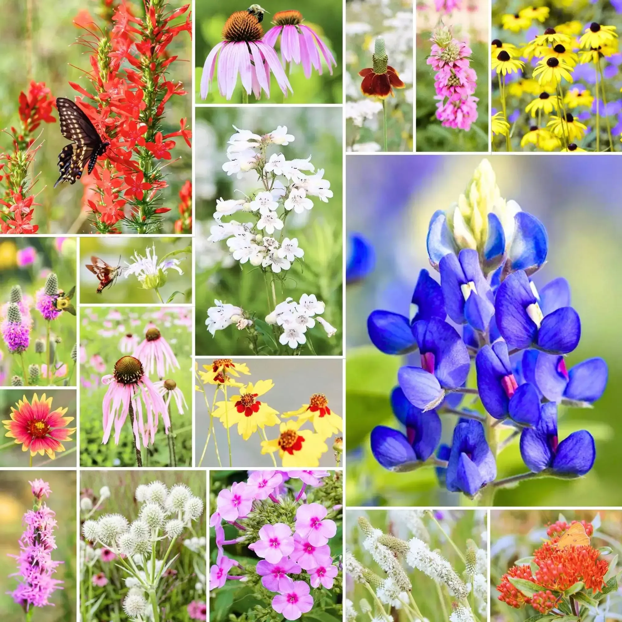 Frontier Bloom – Native Wildflower Mix