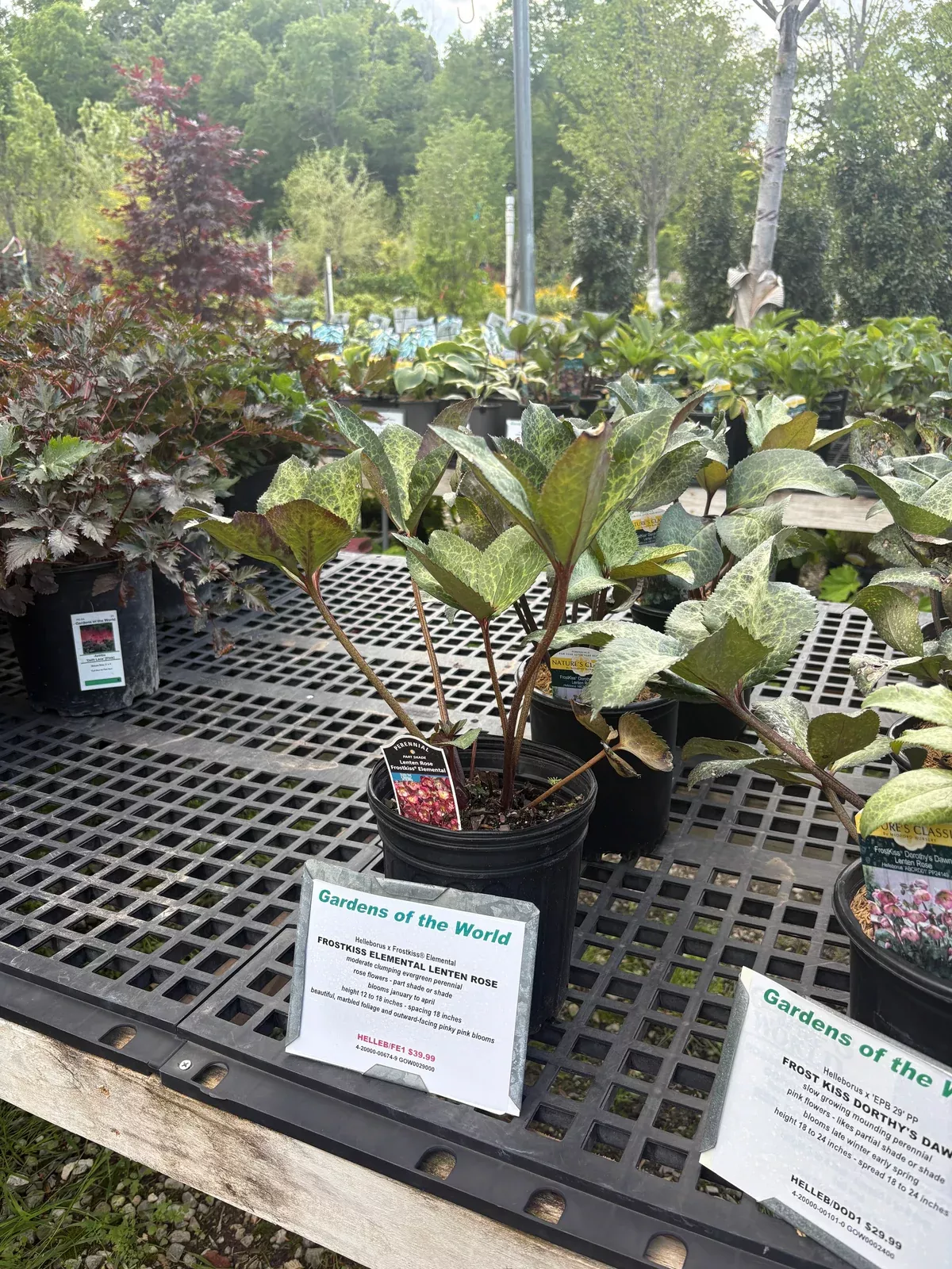 FrostKiss Elemental Lenten Rose