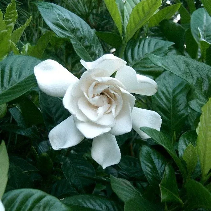 frostproof-hardy-gardenia 'Frostproof' Hardy Gardenia