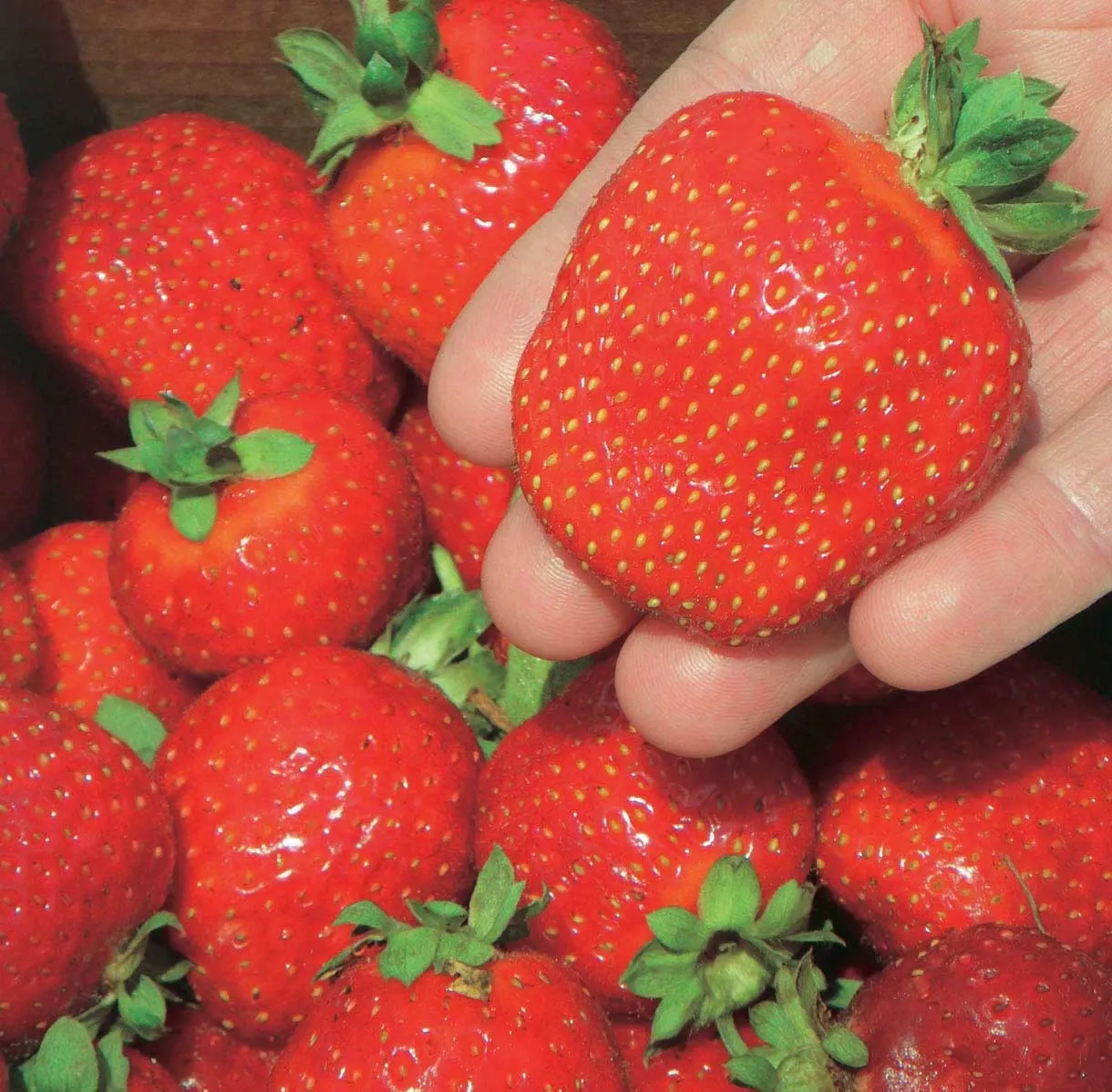 ft-laramie-strawberry Ft. Laramie Strawberry