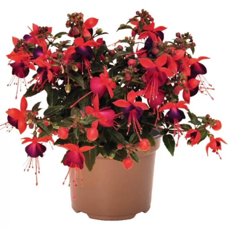 fuchsia-jollies-nantes Fuchsia Jollies 'Nantes'