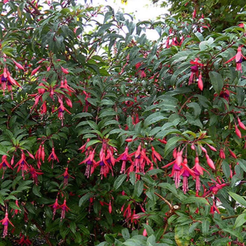 fuchsia-mendonoma-belle Fuchsia 'Mendonoma Belle'