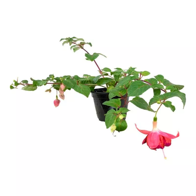 fuchsia-orange-king Fuchsia (Orange King)