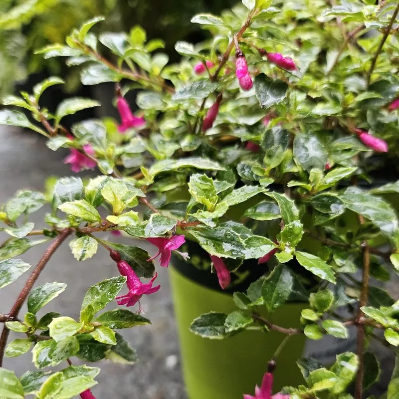 fuchsia-thymifolia-variegata Fuchsia thymifolia 'Variegata'