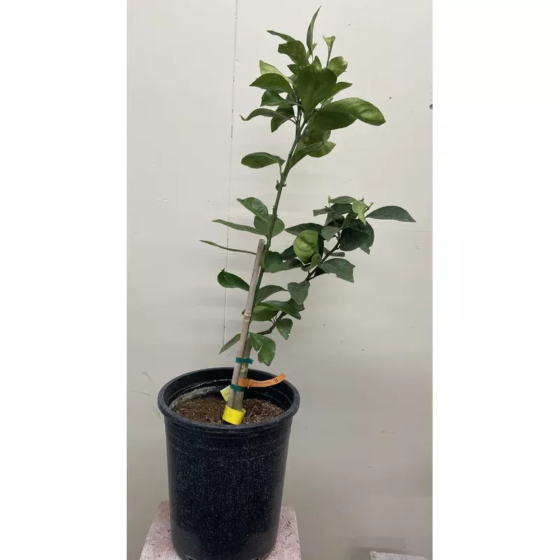 fukumoto-early-orange-semi-dwarf Fukumoto Early Orange, semi-dwarf