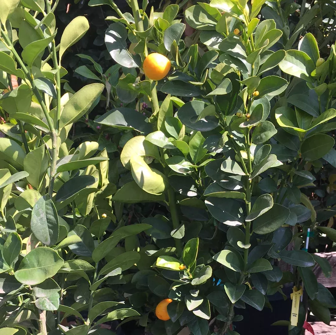fukushu-kumquat Fukushu Kumquat