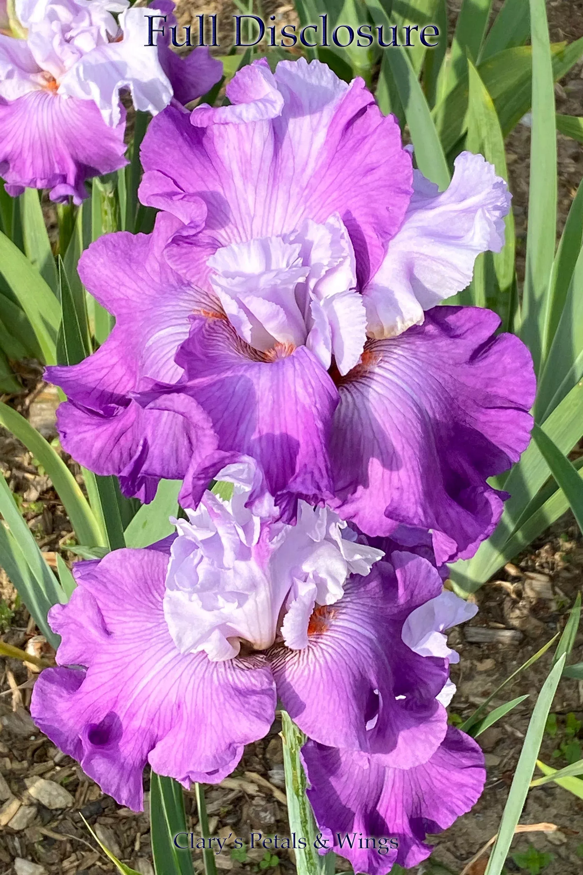 FULL DISCLOSURE - 2013 - TB - Fragrant