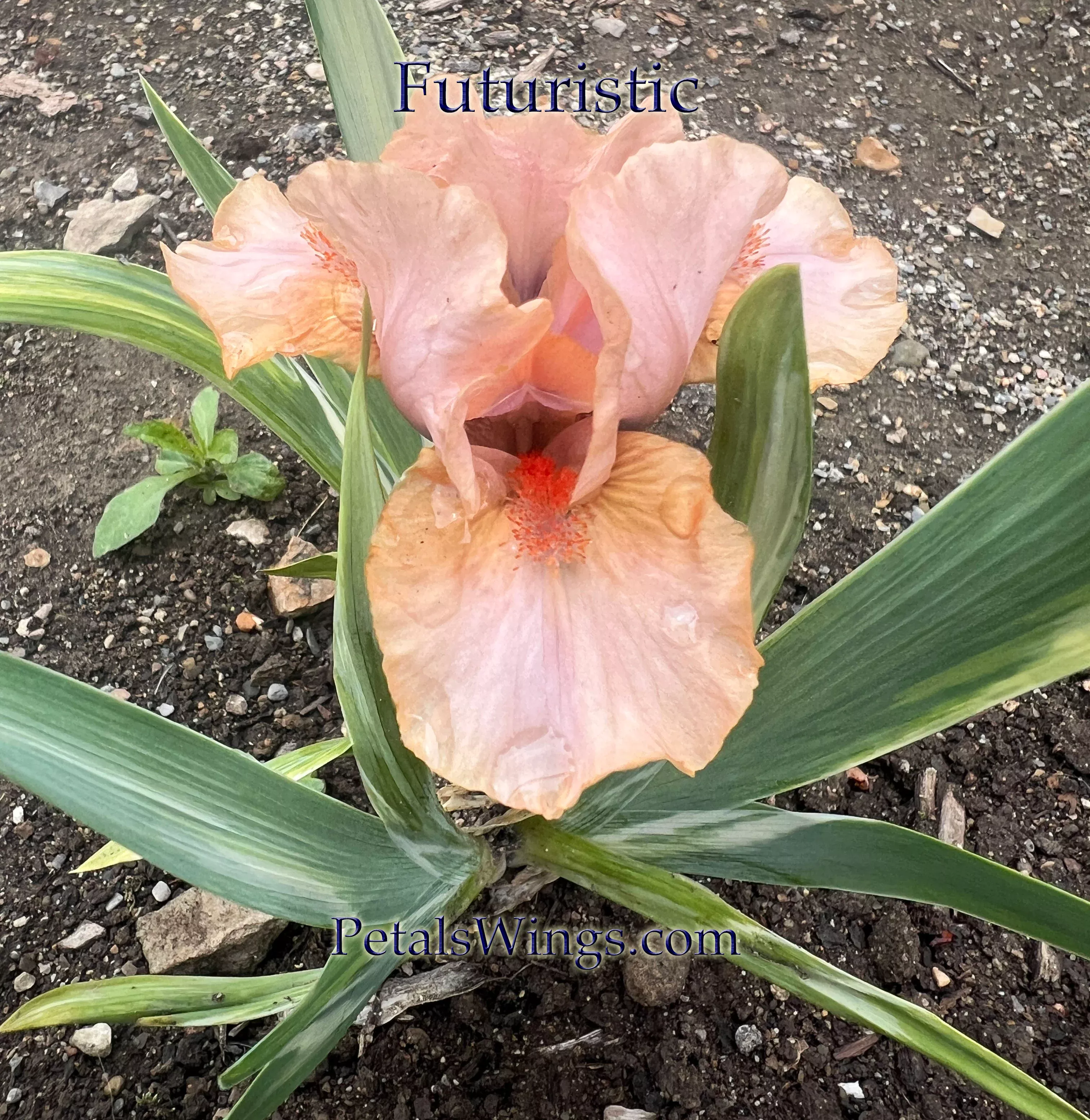 futuristic-2023-sdb-fragrant FUTURISTIC - 2023 - SDB - Fragrant