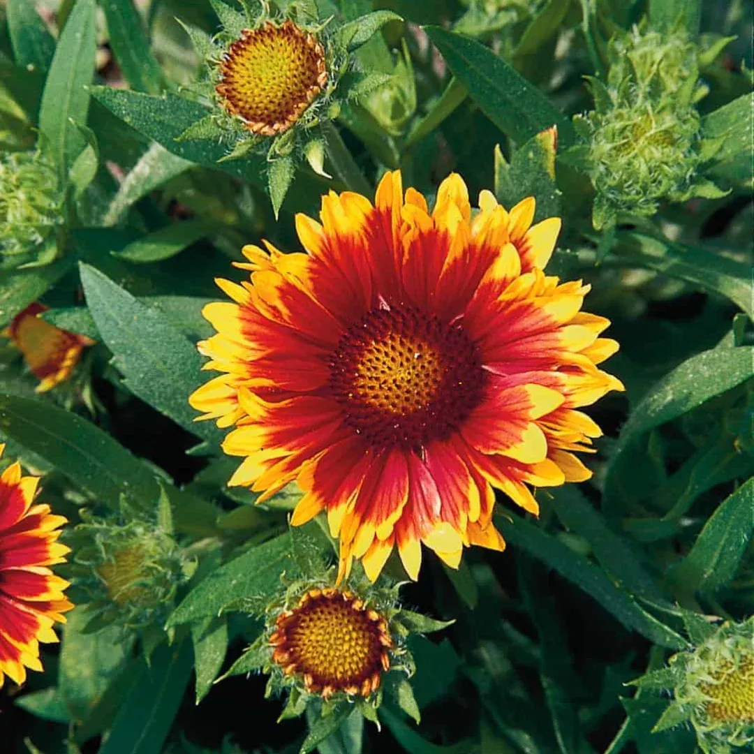 Gaillardia 'Arizona Sun'