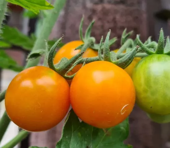 gajo-de-melon-tomato Gajo De Melon Tomato