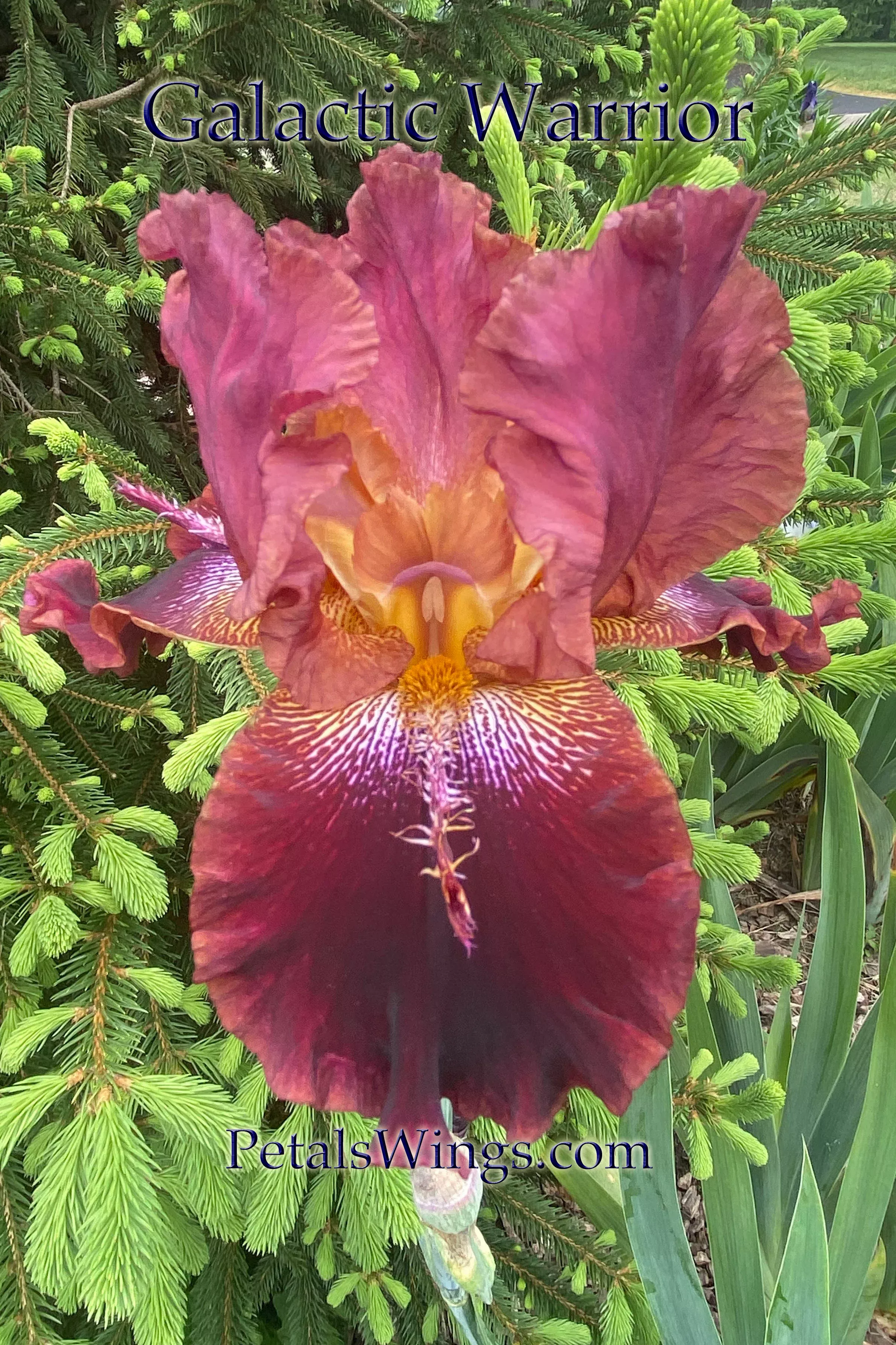 GALACTIC WARRIOR - 2000 - TB - Reblooming & Fragrant