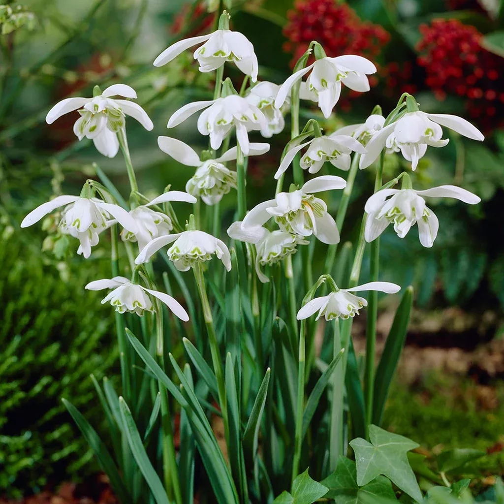 Galanthus - nivalis - Snowdrops