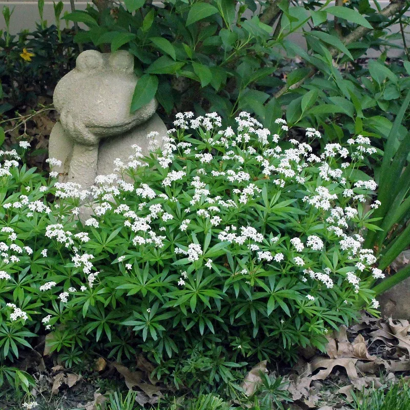 galium-odoratum-sweet-woodruff Galium odoratum Sweet Woodruff