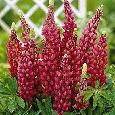 gallery-red-lupine Gallery Red Lupine