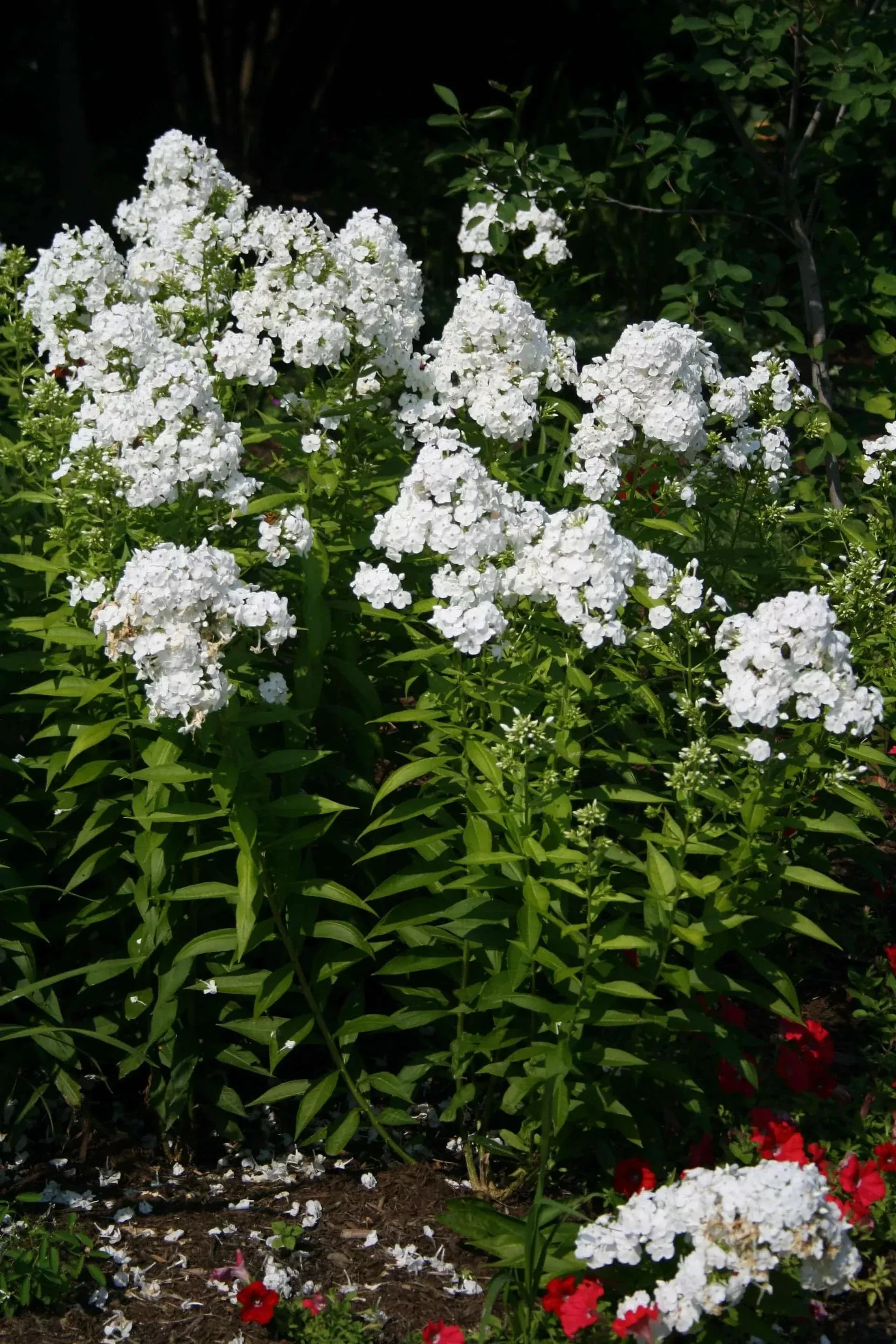 garden-phlox-david Garden Phlox 'David'